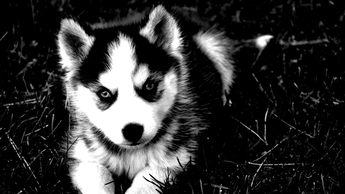 Голубоглазый щенок хаски обои