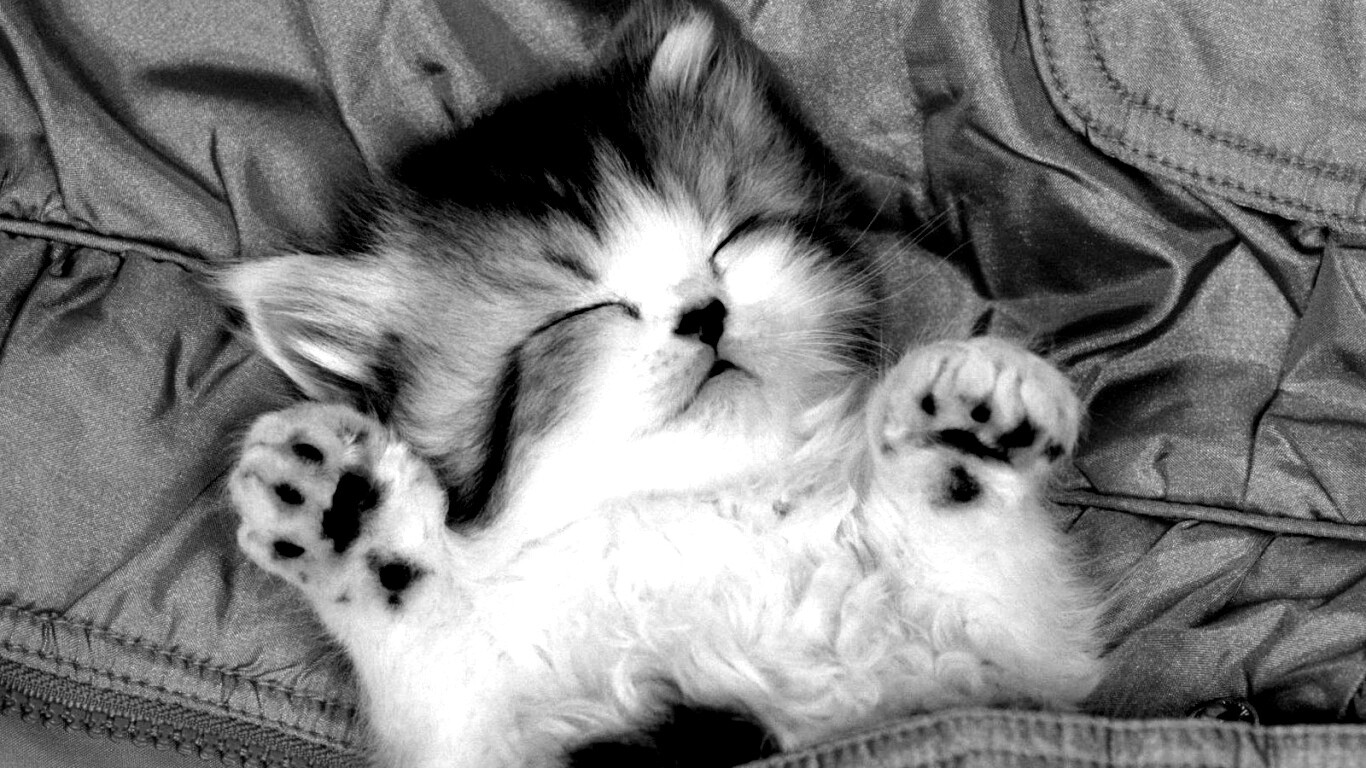 Котенок на розовой куртке обои