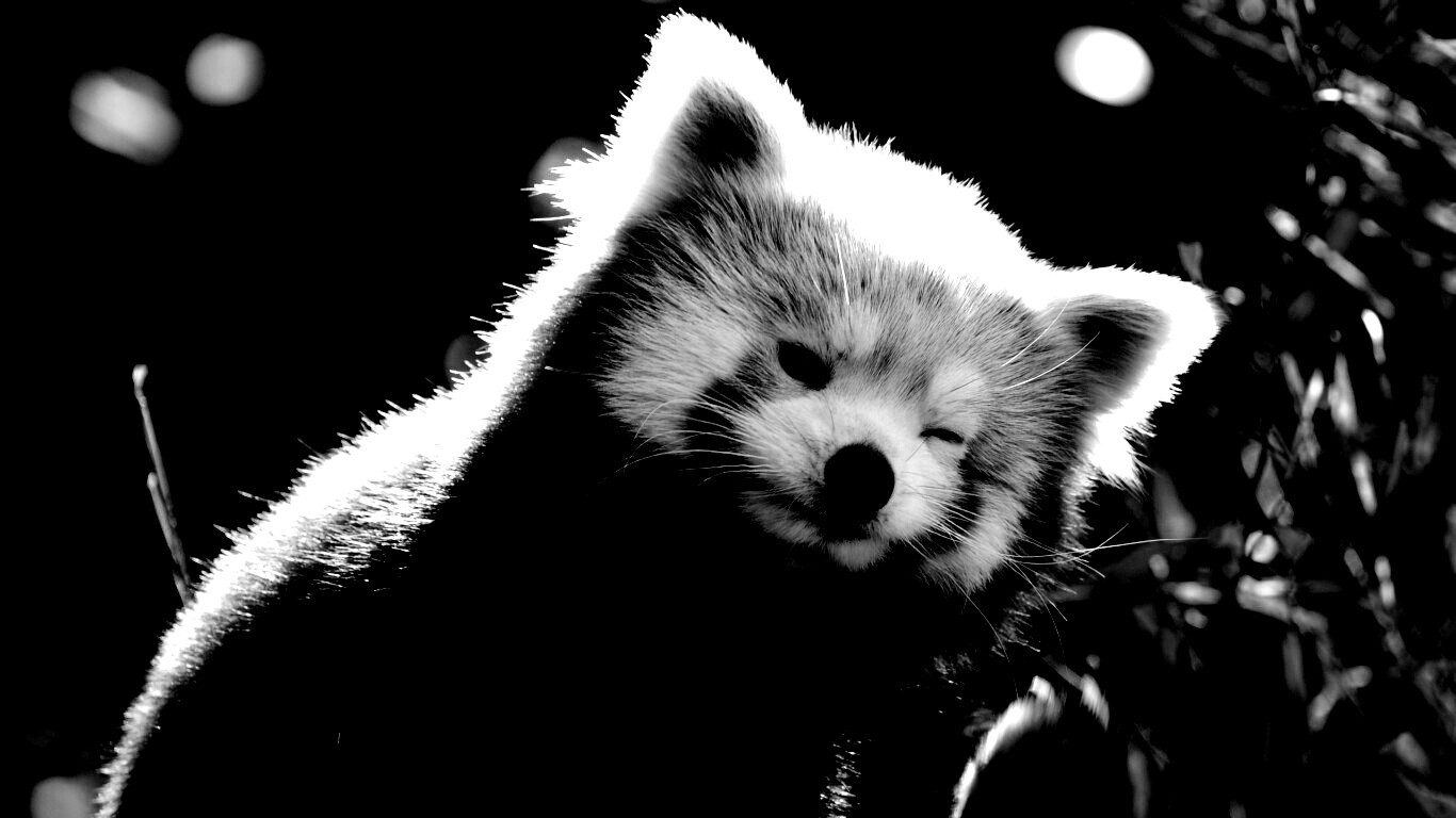 Красная панда подмигивает обои