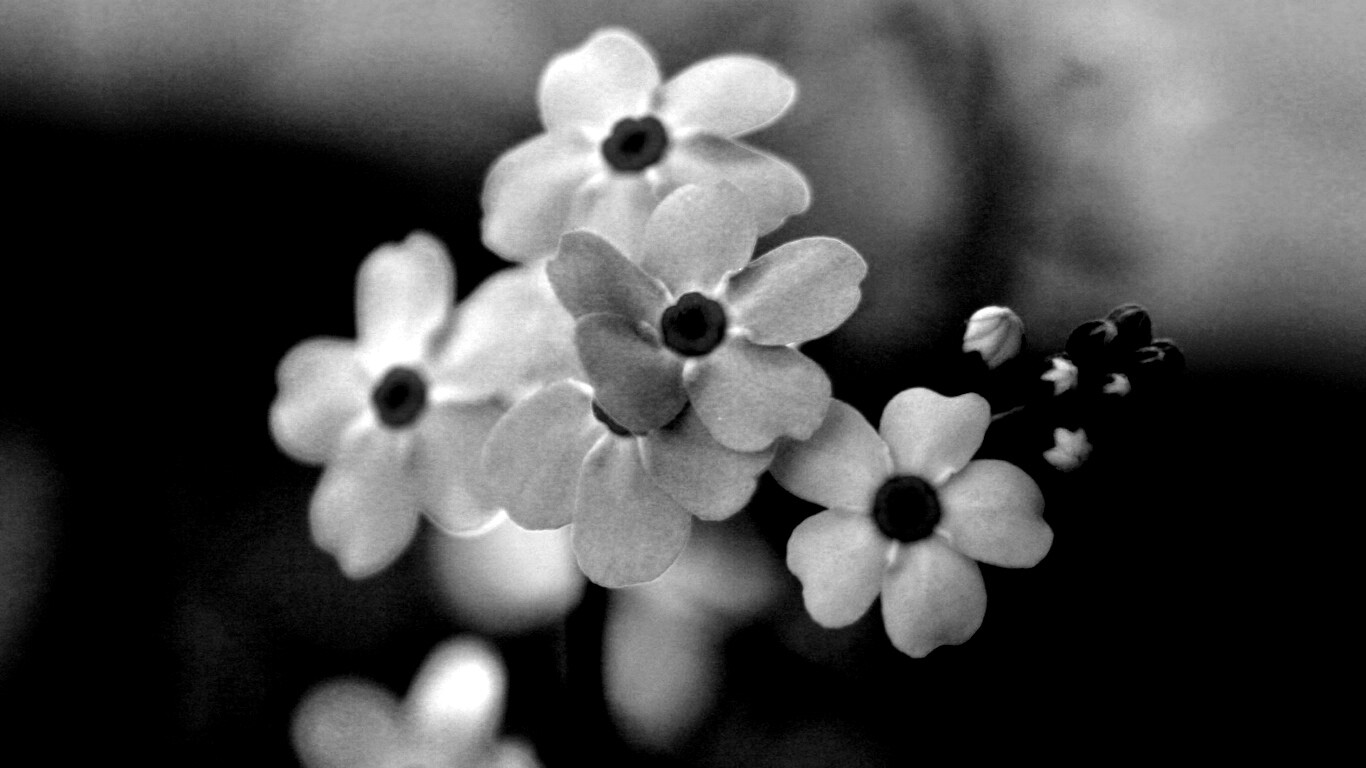 Обои цветов обои