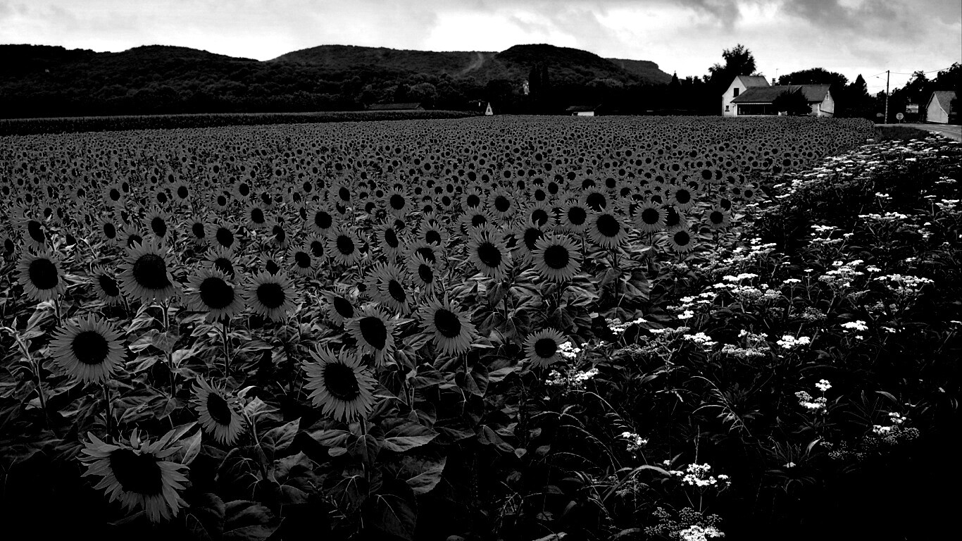 Живописное поле подсолнухов обои