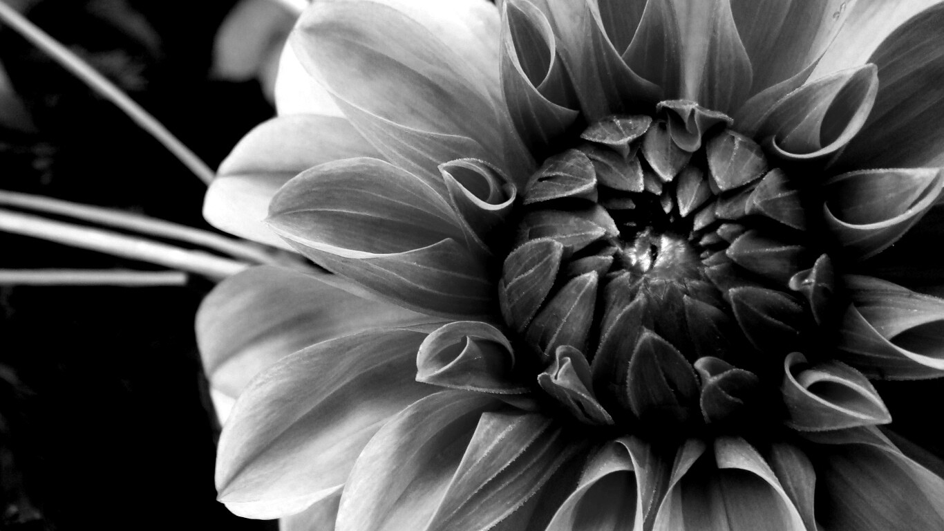 Аленький цветочек обои