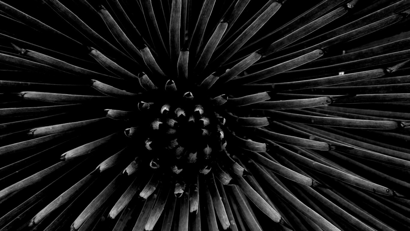 Хищный цветок обои