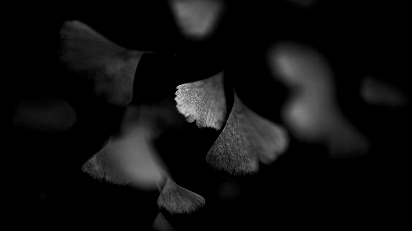 Дикие зеленые листья обои