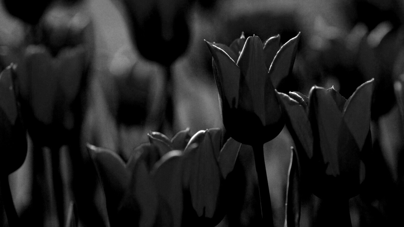 Красные цветы обои