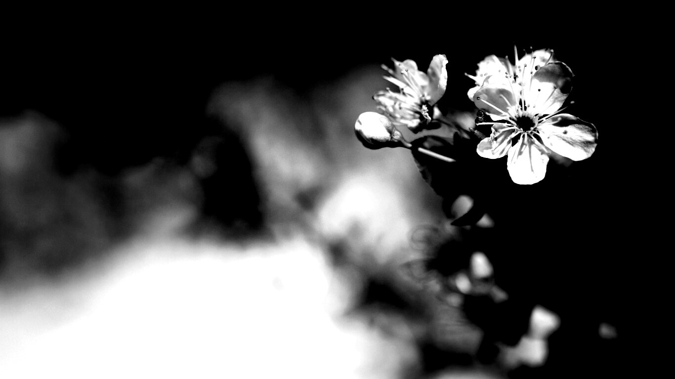 Цветок вишни обои