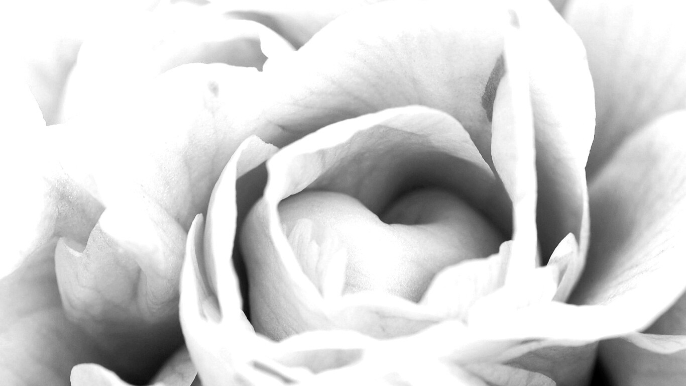 Розовый цветок обои