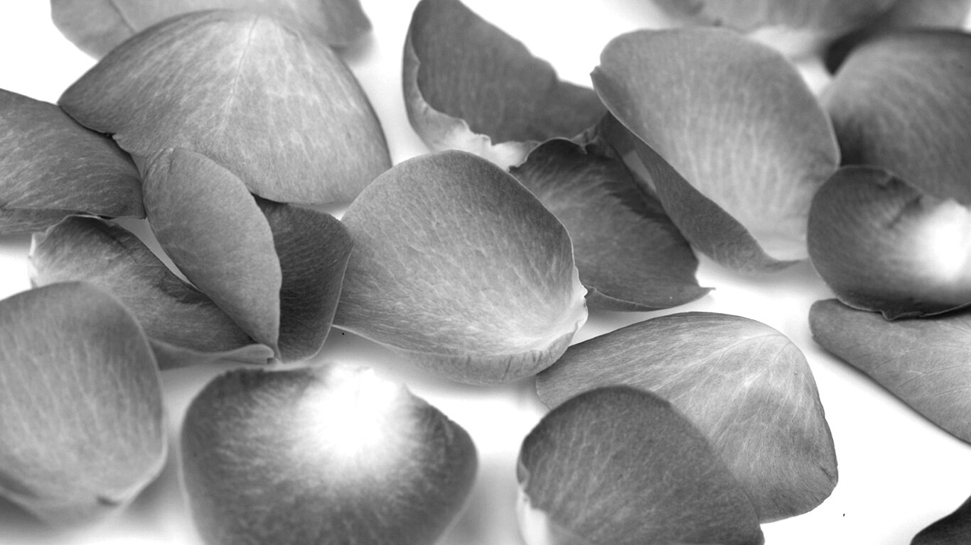 Лепестки розы обои