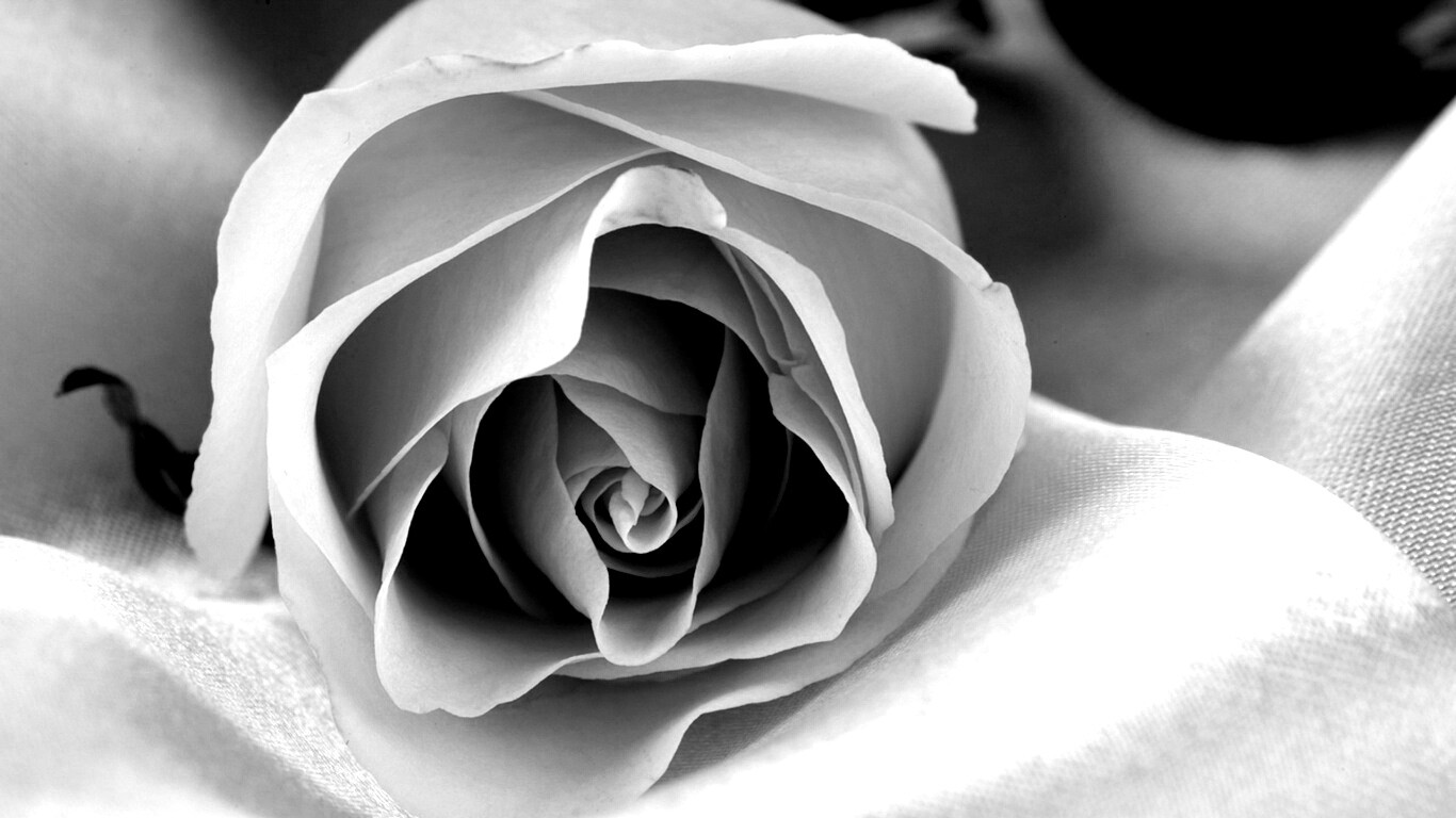 Нежная роза обои