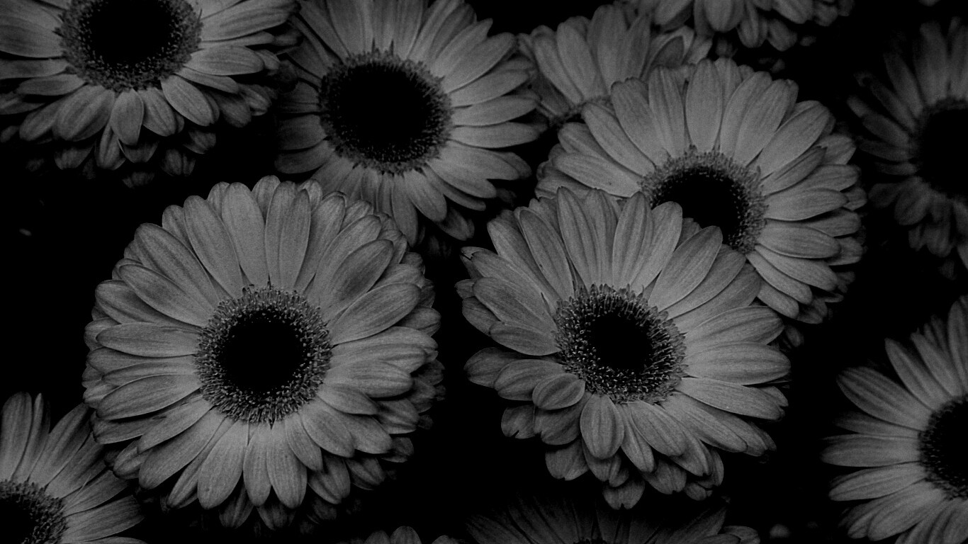 Желтые герберы обои