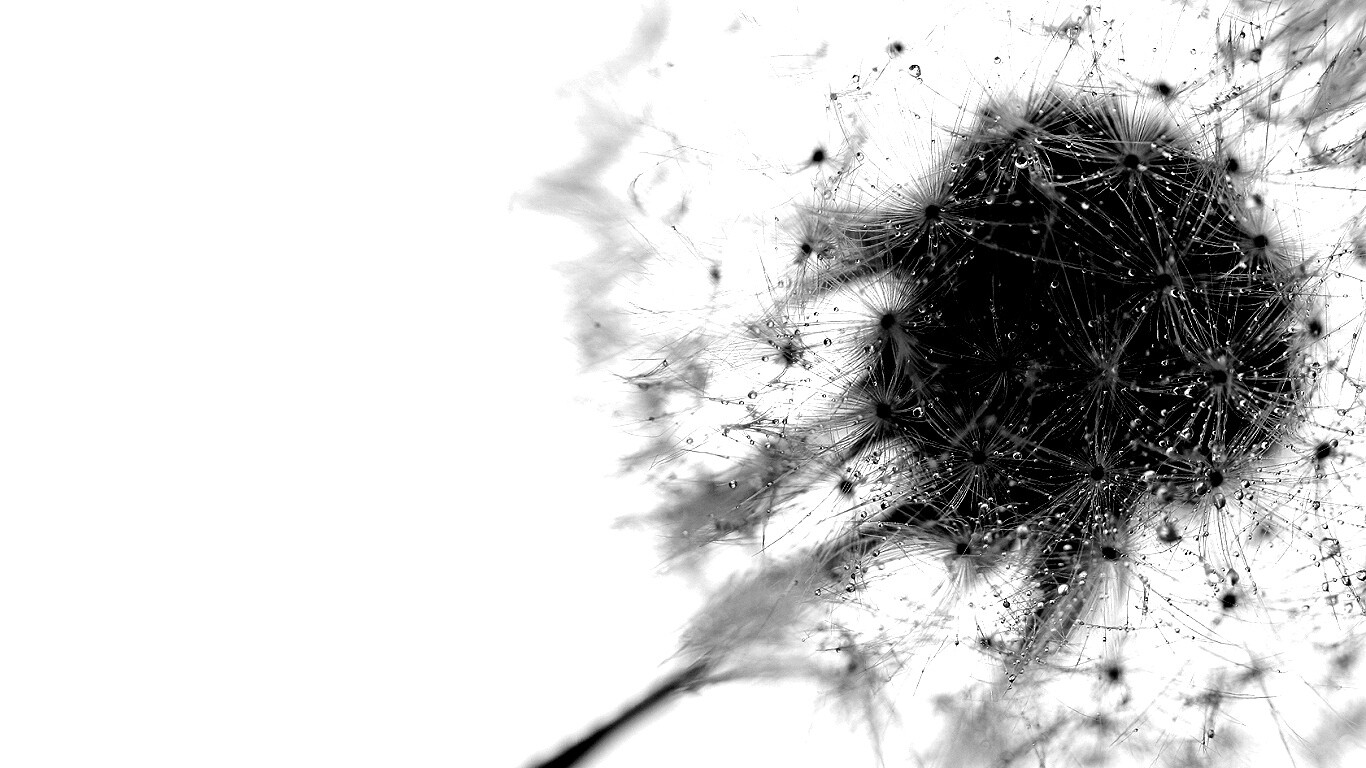 Одуванчик  обои