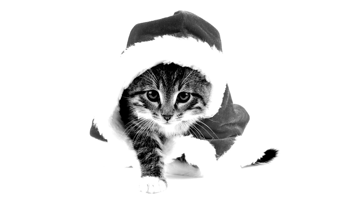 Новогодний кот обои