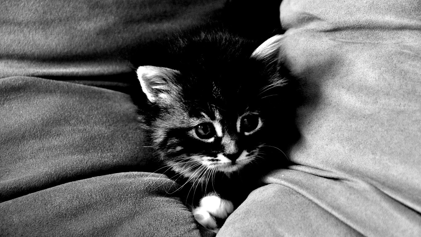 Котенок в подушках обои