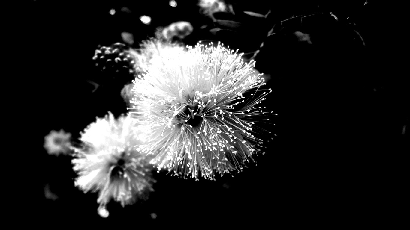 Сказочный цветок обои