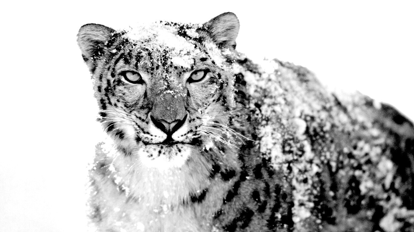 Снежный леопард обои