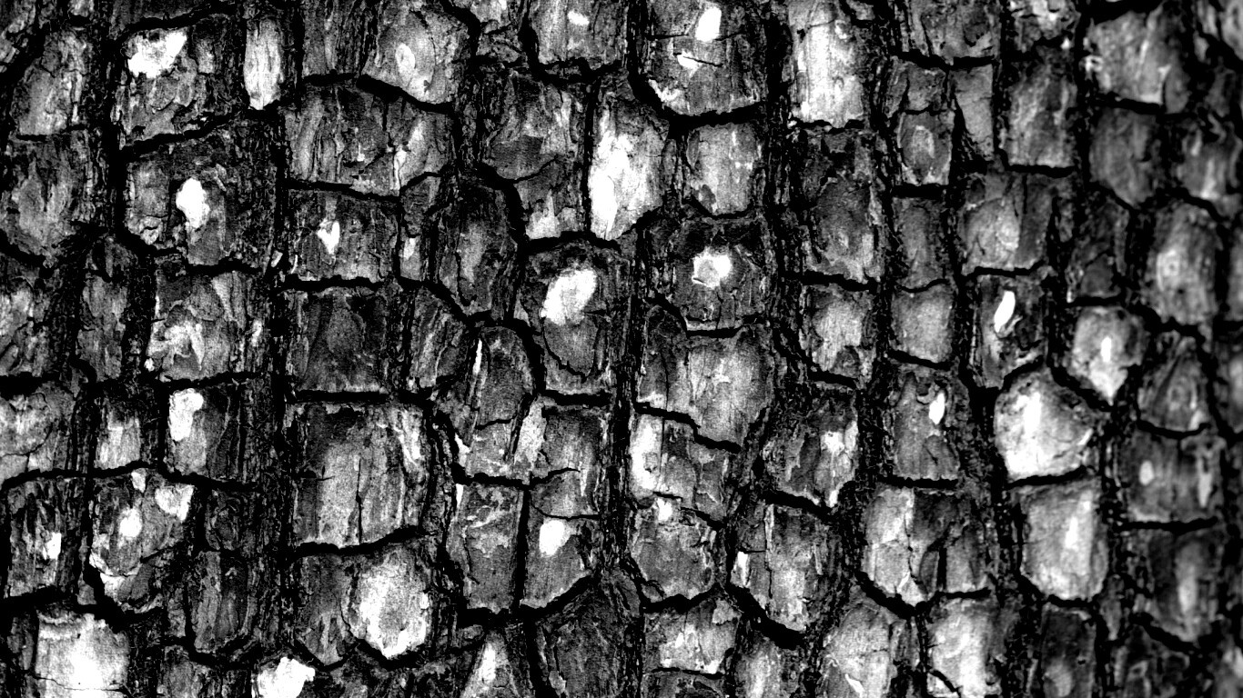 Кора дерева обои