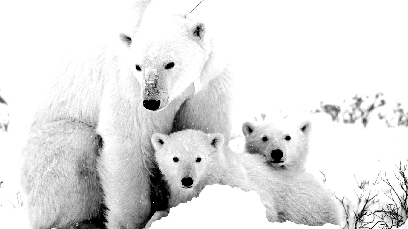 Белые медведи обои