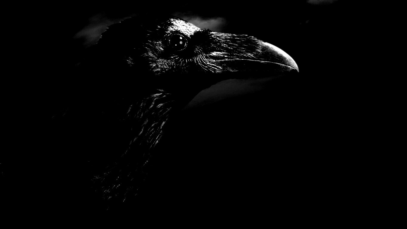 Ворон — гордая птица обои