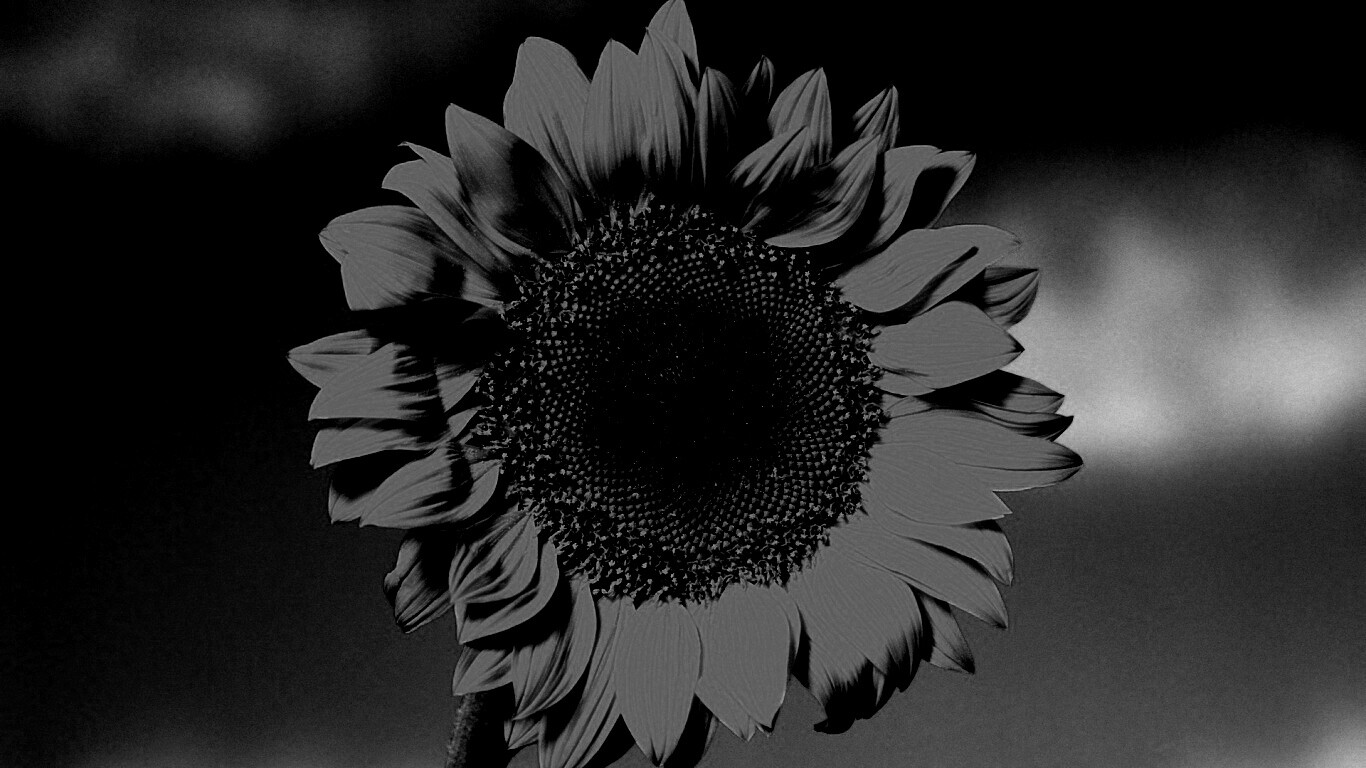 Солнечный цветок обои