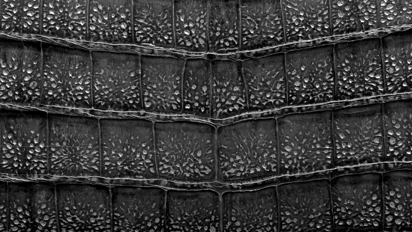 Текстура крокодильей кожи обои