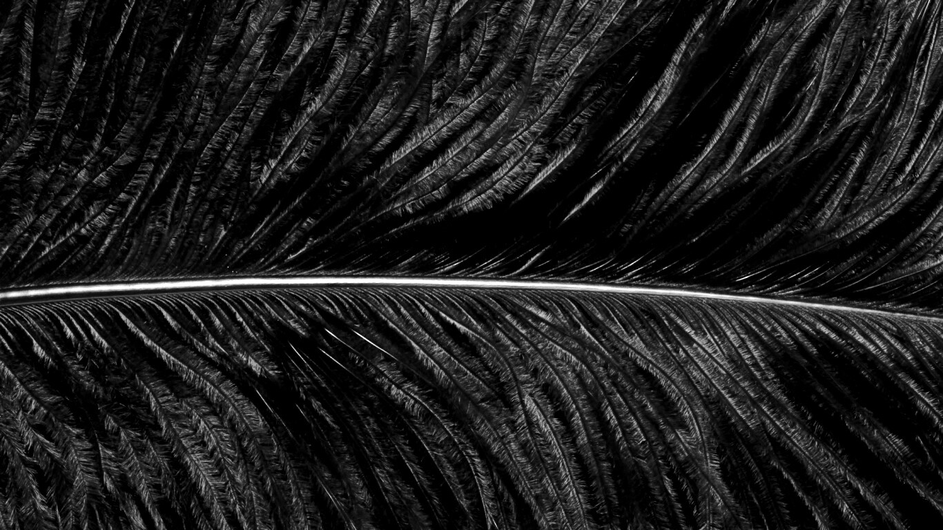 Перо попугая обои