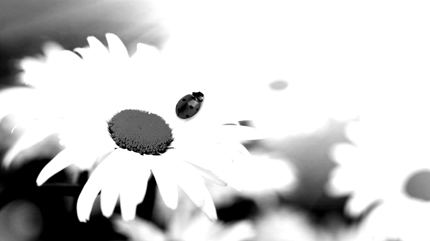 Божья коровка обои