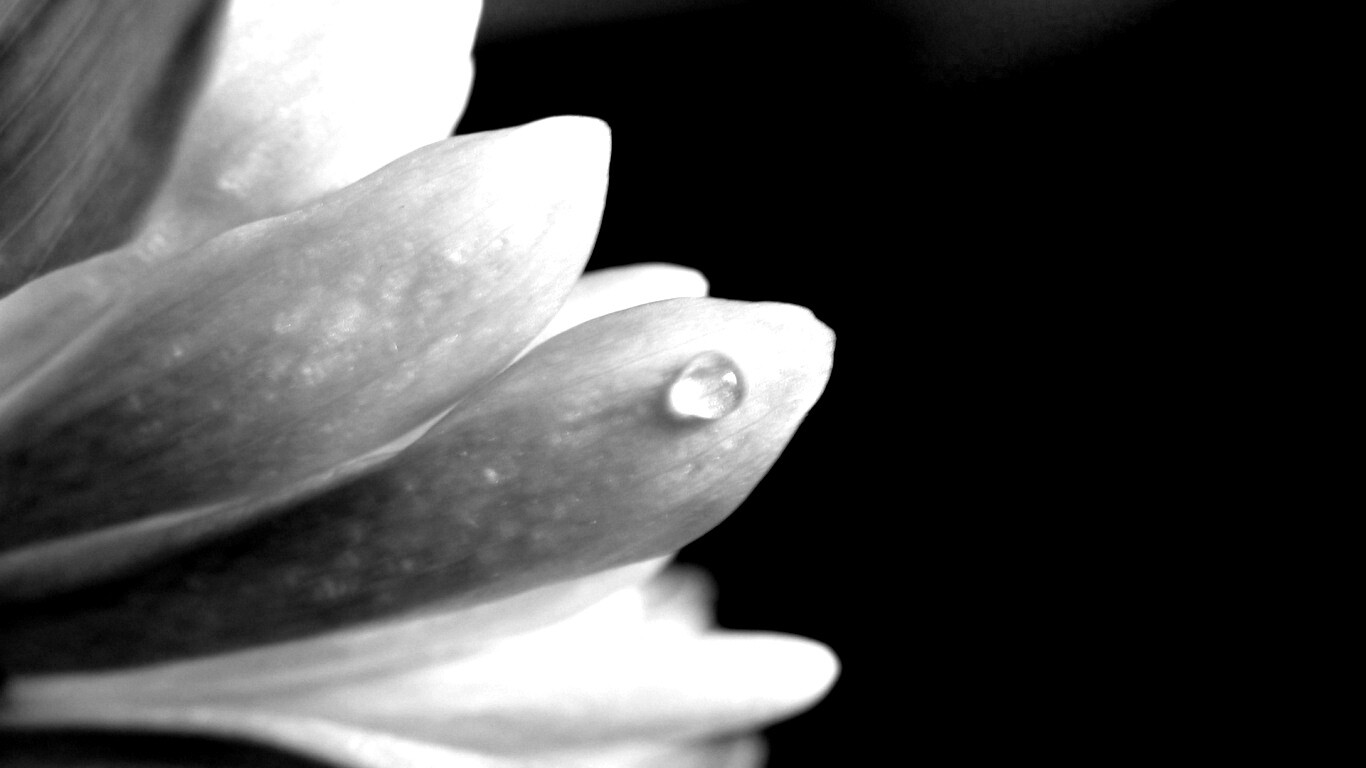 Капля на лепестке обои