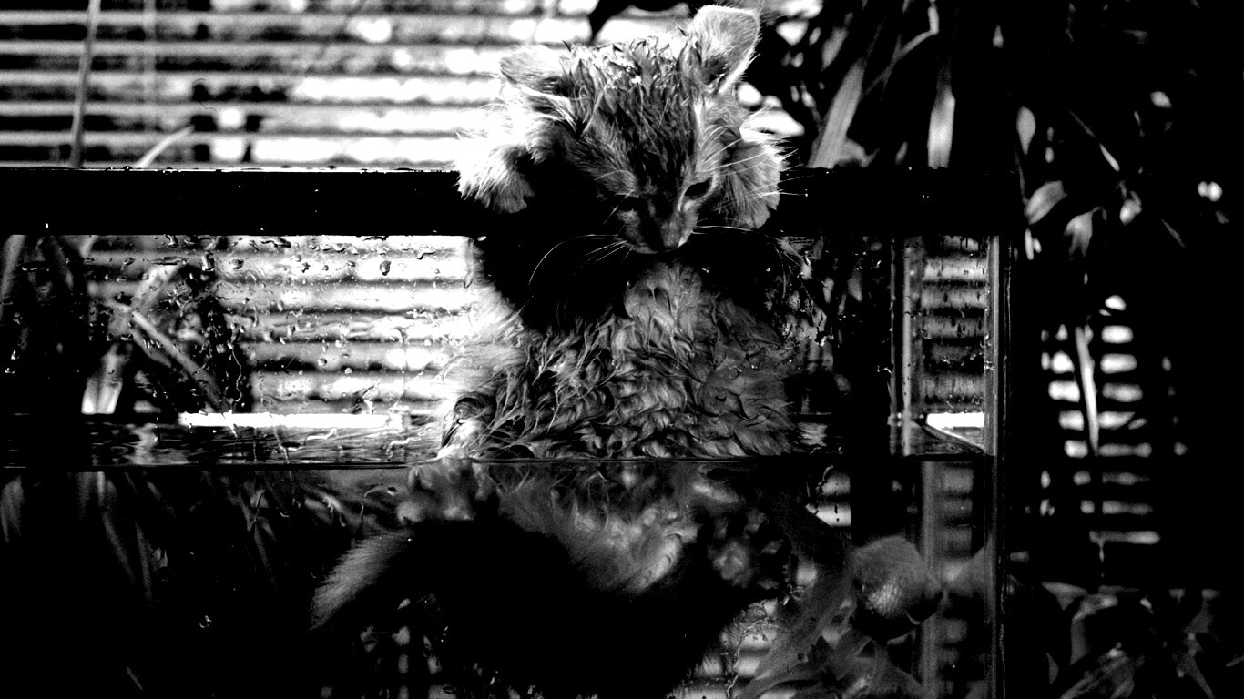 Мокрая киска обои