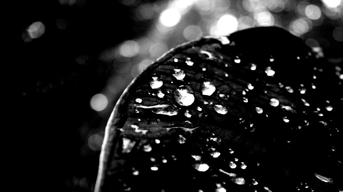 Роса на листке обои