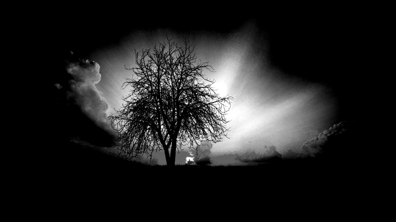 Дерево на закате обои