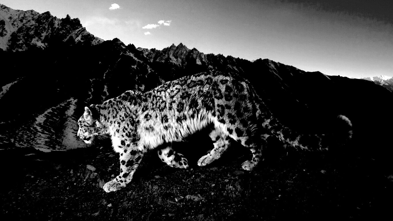 Леопард обои