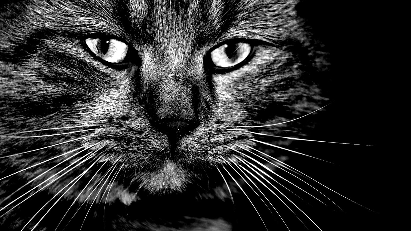 Мудрый кот обои