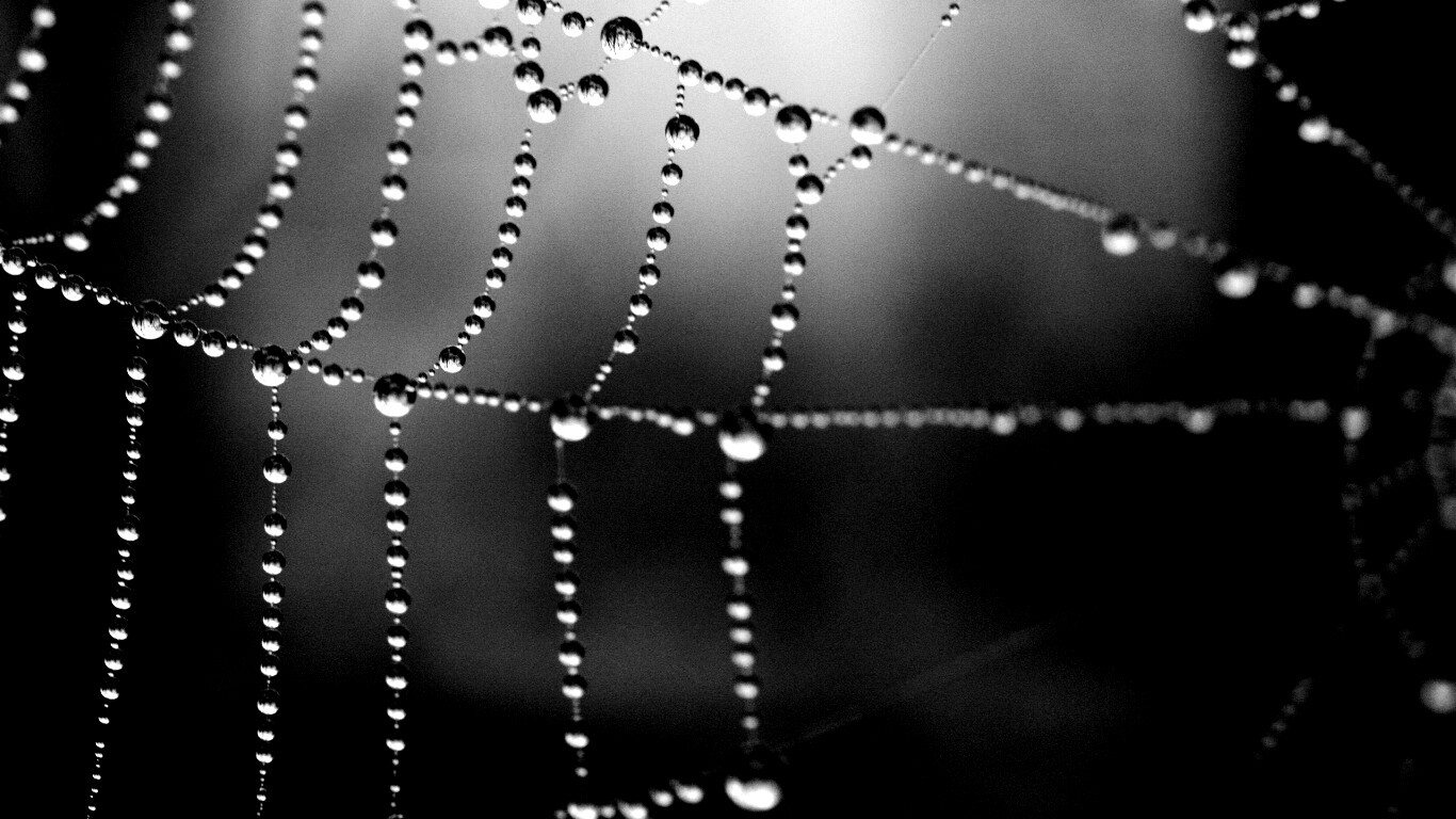 Капли на паутине обои