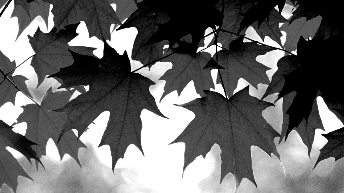 Кленовые листья обои