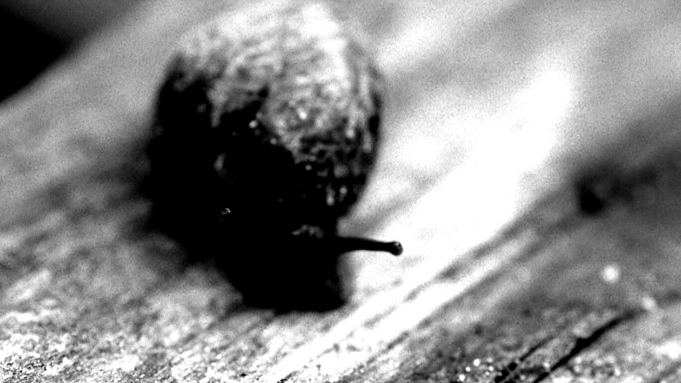 Улитка на ветке обои