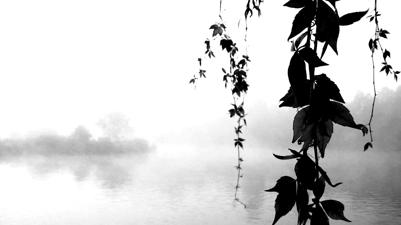 Ветви красного дерева обои