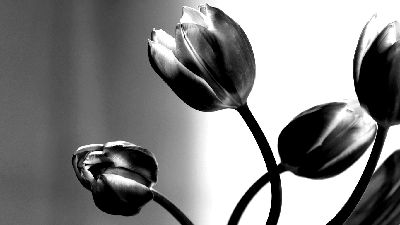 Сиреневые цветы обои