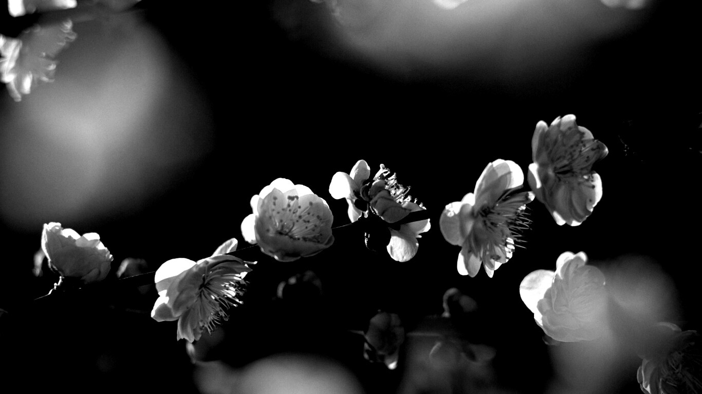 Цветущая вишня обои