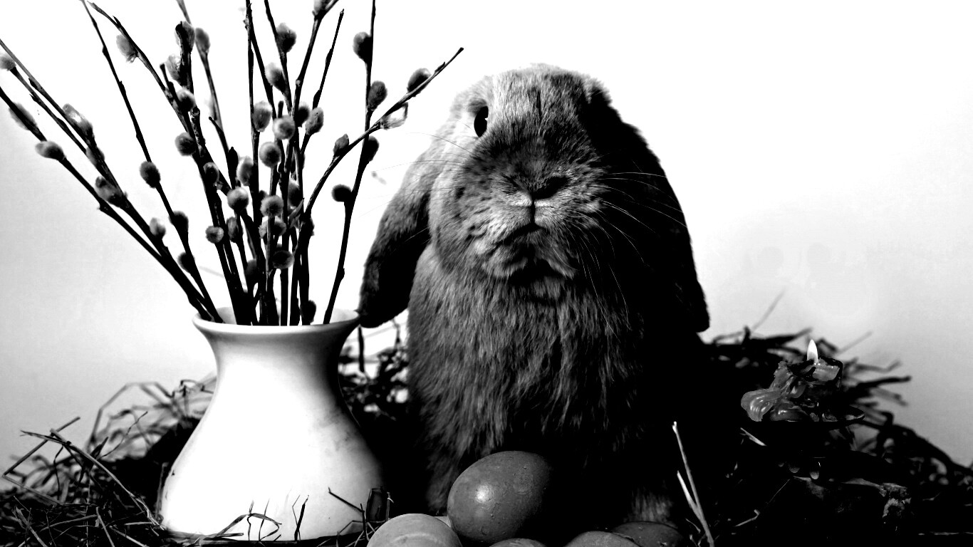 Пасхальный кролик обои