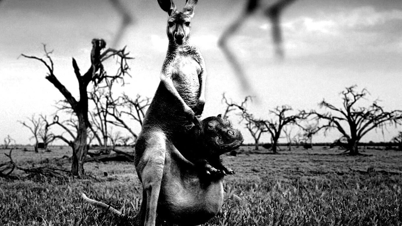 Кенгуру с бегемотом в сумке обои