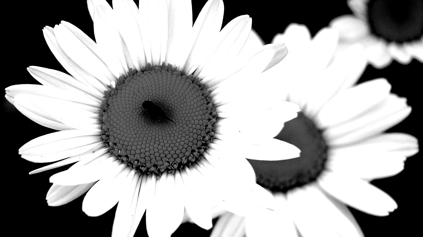 Ромашки обои