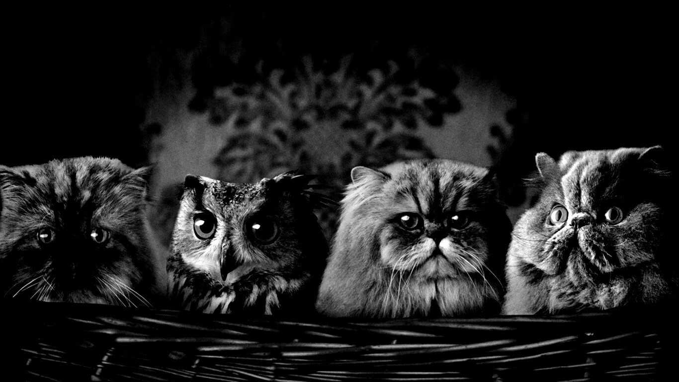 Чужой среди своих обои