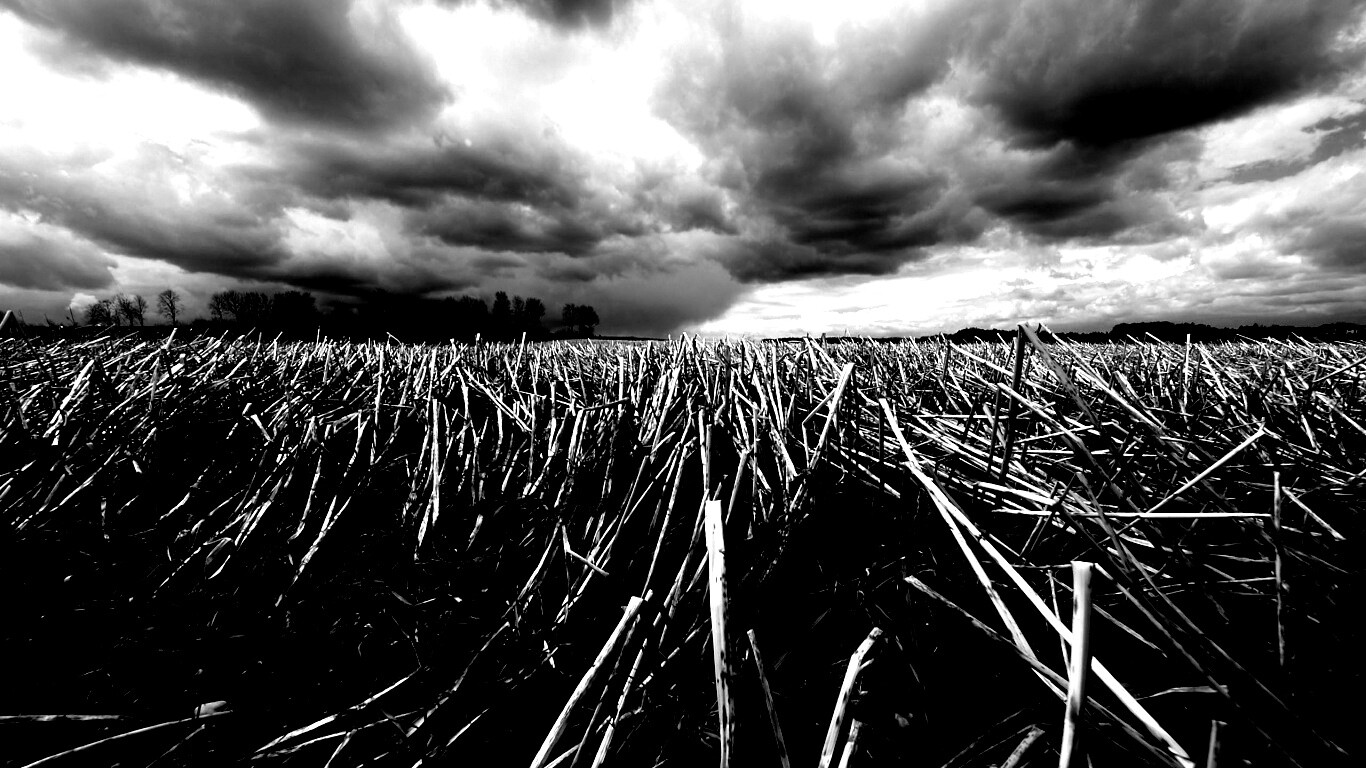 Убранное поле обои