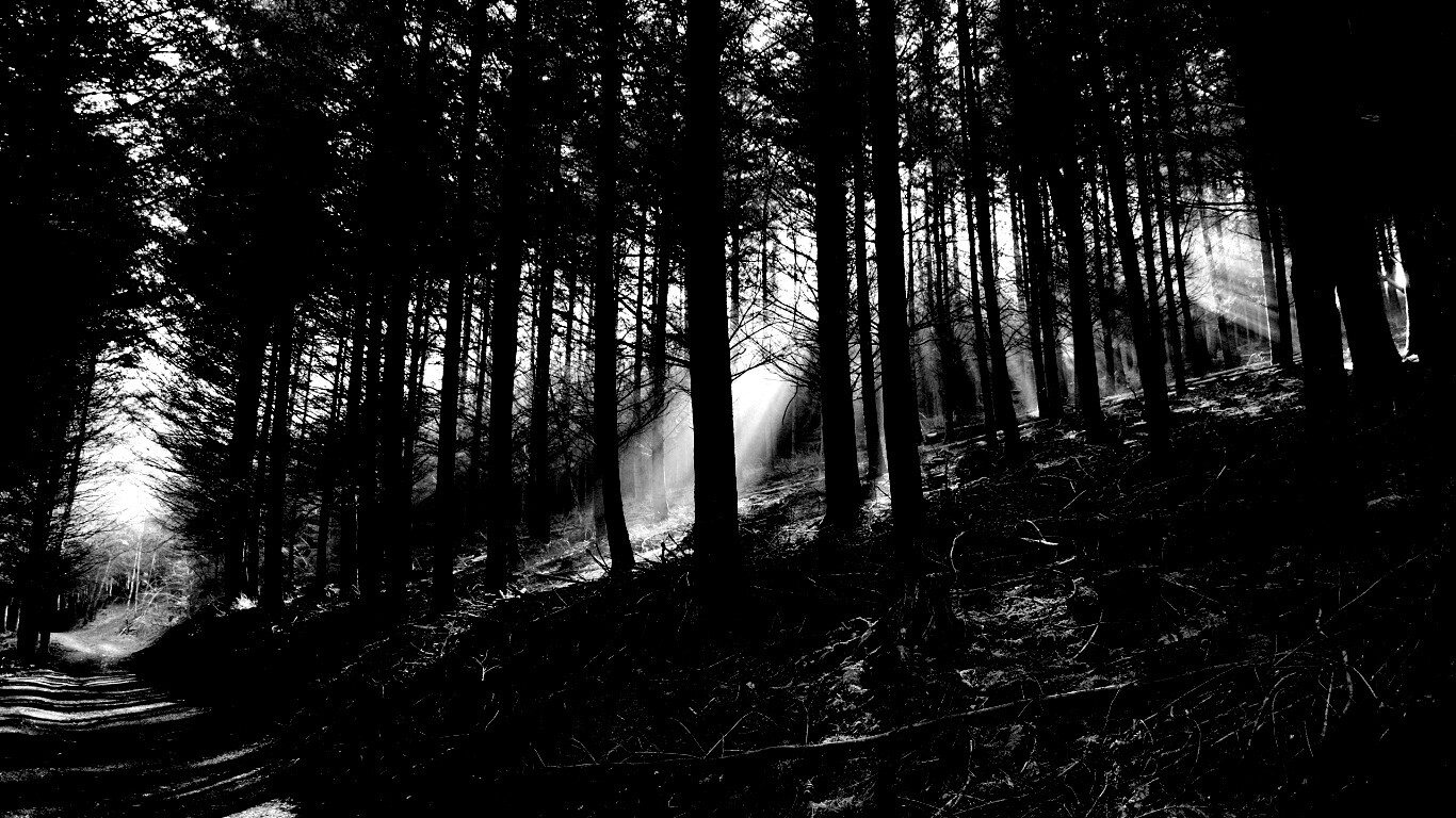 Лесная дорога обои