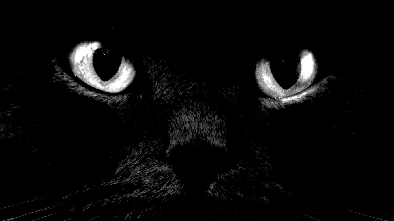 Черный кот с оранжевыми глазами обои