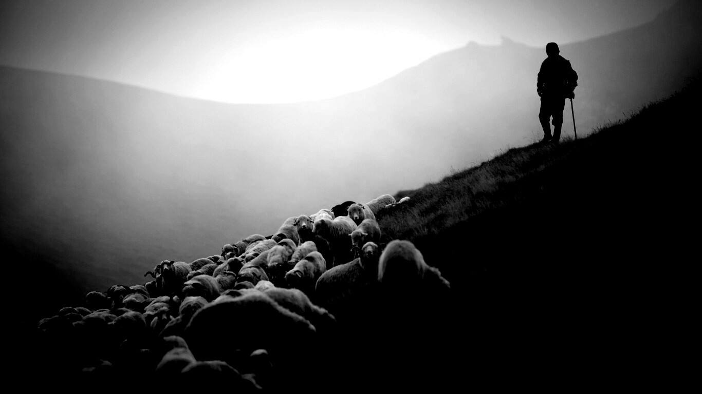 Пастух и стадо обои