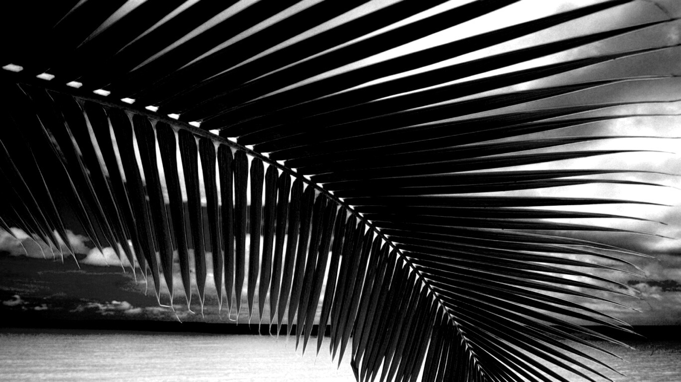 Пальмовый лист обои