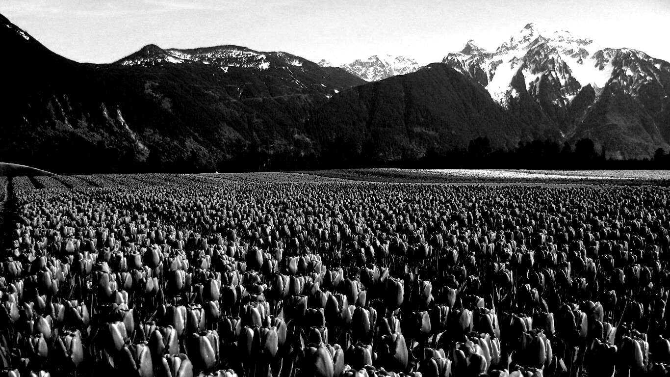 Поле тюльпанов обои