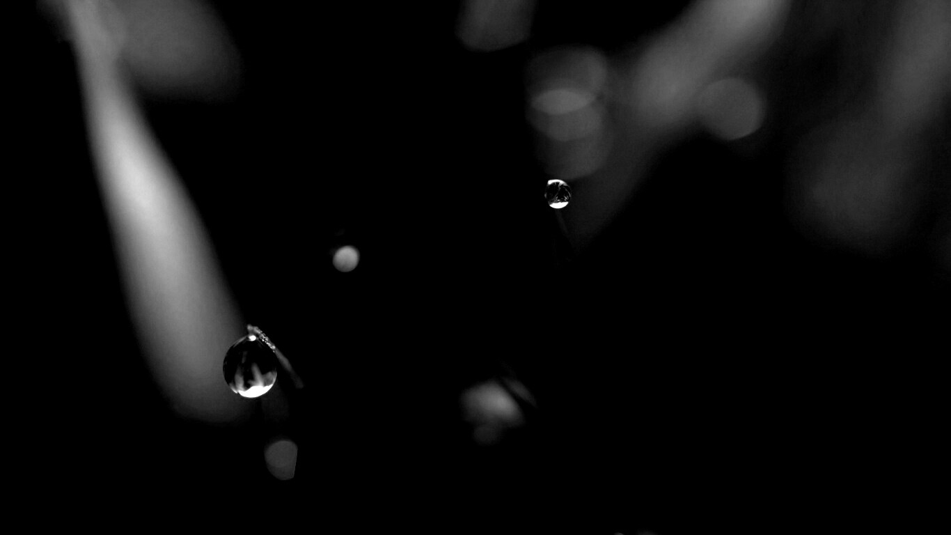 Роса на травинке обои