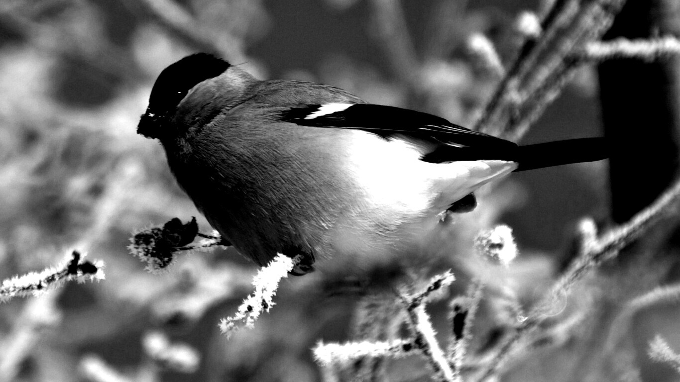 Снегирь на ветке обои